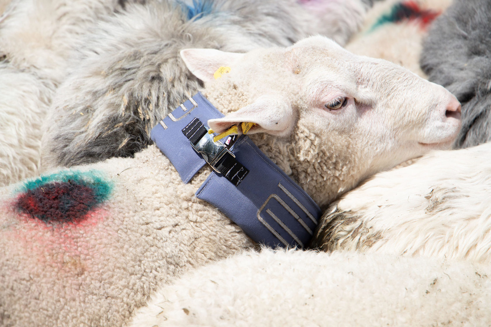 brezzler® Herdenschutz – Schafe mit elektronischem Abwehr-Halsband auf einer Weide zum Schutz vor Wolfsangriffen.